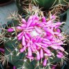 Melocactus_tohumlar